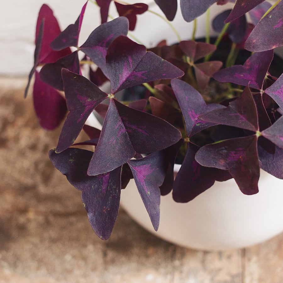 Oxalis Triangularis - Imagen 3